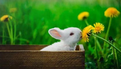 开云体育-瓜迪奥拉回应争议：教练身份不影响我为无辜者发声